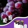 SP2s思博瑞 一代通用蛋